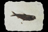 Detailed Fossil Fish (Knightia) - Wyoming #158588-1
